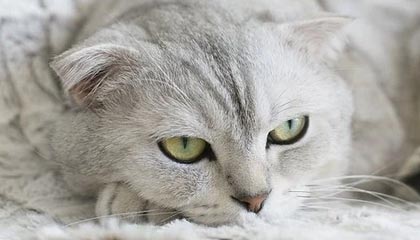 想啥呢？特尔获得绝佳单刀，踩单车后踢到门将身上，特尔斯特